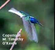 Trinidad Humming Bird copyright M. Timothy O'Keefe - www.GuideToCaribbeanVacations.com