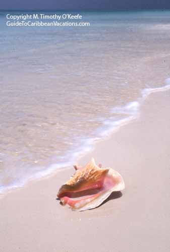 Conch Shell on Grace Bay Beach, Turks & Caicos copyright M. Timothy O'Keefe www.GTCV.com